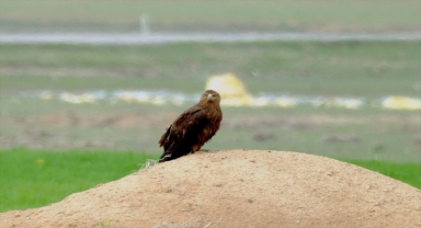 Türkiye'de 12 çift olduğu değerlendirilen bozkır kartalının sayısı yürütülen çalışmalarla artırılacak 
