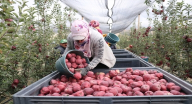 Türkiye'nin elma fidanı ihtiyacının yüzde 10'undan fazlası Niğde'den karşılanıyor