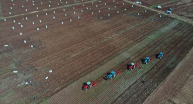 Yerli ve milli patates tohumu 