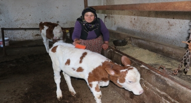 Yozgatlı kadın çiftçi, hibe desteğiyle aldığı koyun sayısını 5 yılda 5 katına çıkardı