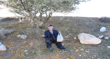 Yunak'ta alıç meyvesi toplanmaya başladı