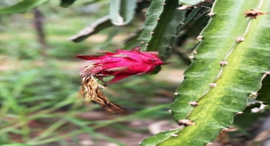 Yurt dışından talebi artan ejder meyvesinin üretim alanı da artacak