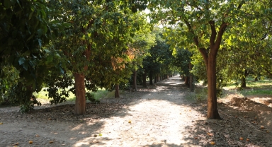 Antalya'da Atatürk'ün yürüdüğü narenciye yoluna 