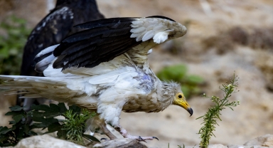 Antalya Doğal Yaşam Parkı'nda bu yıl bin yaban hayvanı tedavi edildi
