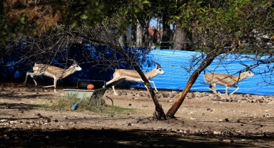 Asya ceylanlarının popülasyonu bozkırın ortasında artıyor
