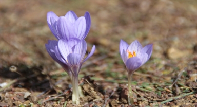 Çankırı'nın Yapraklı ilçesinde sonbahar renkleri hakim oldu