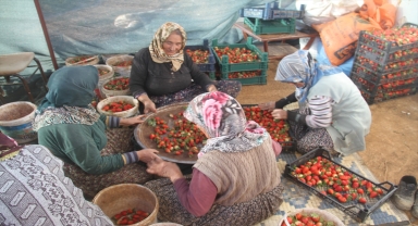 Coğrafi tescilli Hüyük çileği don riskine karşı örtü altında korunuyor