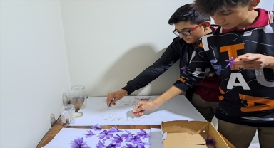  Çumralı öğrenciler okulda safran üretiyorlar