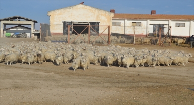 Eskişehir'deki Anadolu Tarım İşletmesinde 
