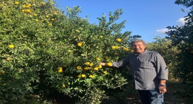 Finike portakalında hasat erken başladı 