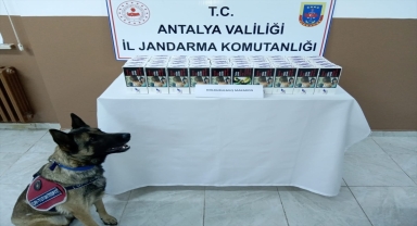 Gazipaşa'da 10 bin makaron ele geçirildi