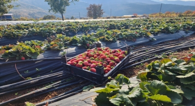 Güneysınır'da çilek hasadı sürüyor