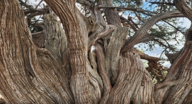 Güneysınır'daki anıt ardıç ağacı tarihe tanıklık ediyor