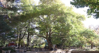 Kayseri'de Anıt Ağaç olarak tescillenen çınar 420 yıldır ayakta