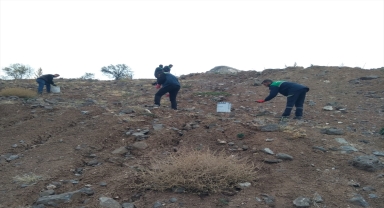 Kayseri'de belediye ağaçlardan dökülen yaklaşık 1 ton tohumu toprakla buluşturuyor