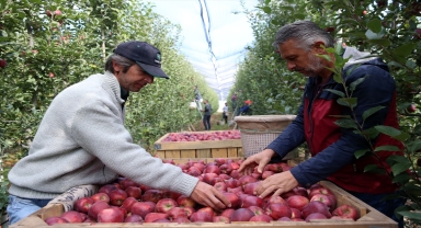 Kayseri'de ülkelerin damak tadına göre elma üretiliyor 