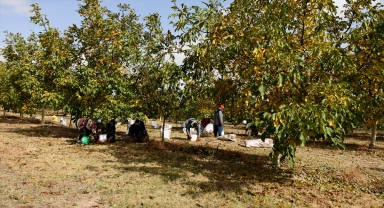 Kırşehir'de ceviz üretiminde verim artışı için iklim haritası çıkarıldı