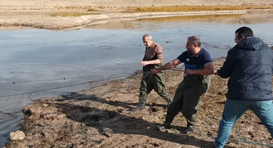 Kırşehir'de kaçak avlanan 100 kilogram sazan suya bırakıldı
