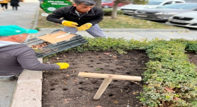 Kızılcahamam'da 6 bin lale soğanı dikildi