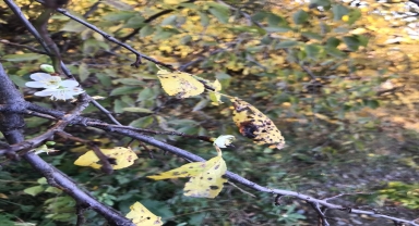 Koyulhisar'da kayısı ağacı çiçek açtı