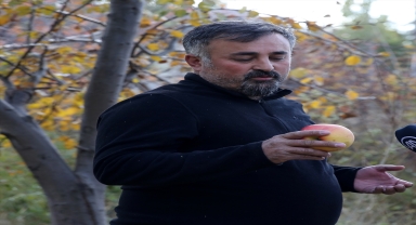 Sivas'ta bir ağaçtan üç farklı lezzeti barındıran meyve elde ediliyor 