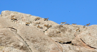 Sivas'ta sıkı denetimler sayesinde yaban keçisi sayısı 2 bin 500'e yükseldi