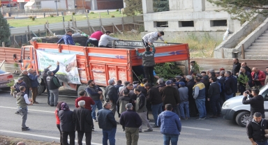 Zara'da vatandaşlara 5 bin fidan dağıtıldı