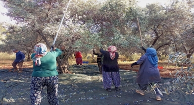 Akdeniz Üniversitesi'nde zeytin hasadı başladı