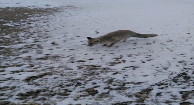 Aksaray'da şantiye bekçisi, yanına gelen aç tilkiyi iki haftadır besliyor