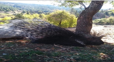 Aladağlar Milli Parkı'nda oklu kirpi görüntülendi