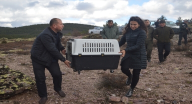 Antalya'da tedavisi tamamlanan kara akbaba, Afyonkarahisar'da doğaya salındı
