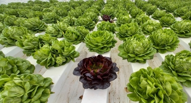 Beypazarı'nda topraksız serada marul yetiştiriliyor