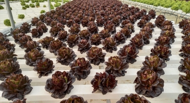 Beypazarı Ziraat Odası Başkanı Ateş, ilçedeki bir serayı ziyarette bulundu