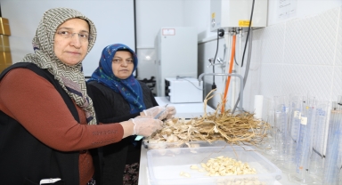 Çubuk Belediyesi kurutma tesisi kurdu