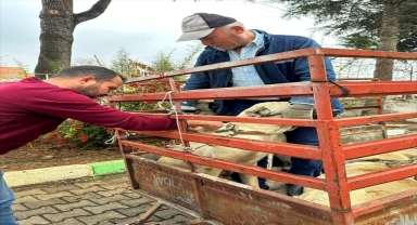 Elmalı'da köpekler çip takılarak aşılanıyor 