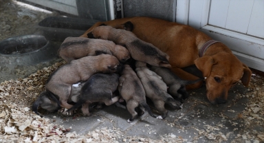 Eskişehir'de araziye bırakılan çuvalda bulunan köpek yavrularına barınakta bakılıyor