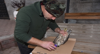 Kırıkkale'de yaralı halde bulunan saz delicesi tedavi altına alındı