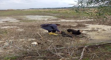 Serik'te çamura saplanan 2 keçi kurtarıldı