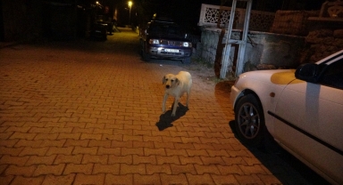 Seydişehir'de minarede mahsur kalan köpek kurtarıldı