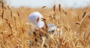 Buğday alacak yer kalmadı: Fiyatlarda artış bekleniyor!