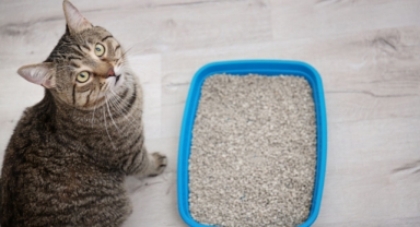 Kedi Kumları Ne İçermeli?