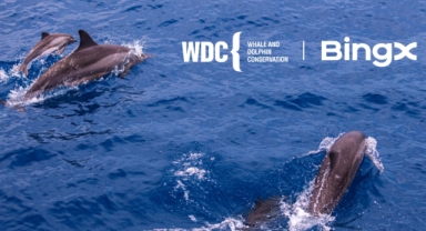BingX Yardım Kuruluşu, Balina ve Yunusları Koruma (WDC) ile İş Birliği Yapıyor