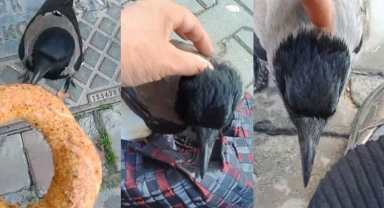 Yanına gelen kargayla sohbet edip, simitle besledi
