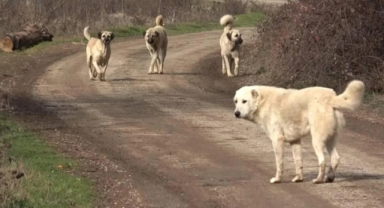 Başıboş köpeklere yönelik düzenleme: Kanun tasarı metninden çıkarıldı