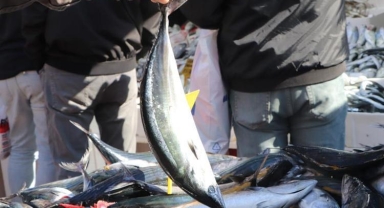 Palamutlar kendini göstermeye başladı