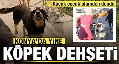 Konya'da yine sahipsiz köpek dehşeti! bu kez 13 yaşındaki çocuk...