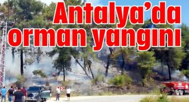 Antalya'da orman yangını