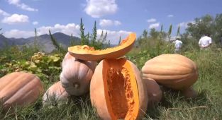 Antalya'nın Döşemealtı Camili Bal Kabağı Coğrafi İşaret Tescili Yolda