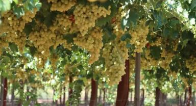 Bağ Bozumu Erken Geldi: Elmalı Üzümlerinde Hasat Rüzgârı