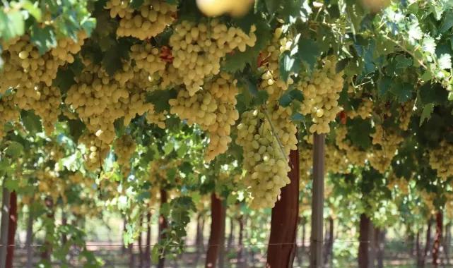 Bağ Bozumu Erken Geldi: Elmalı Üzümlerinde Hasat Rüzgârı